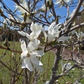 magnolia_kobus.jpg