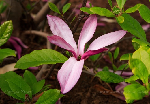 magnolia susan 2