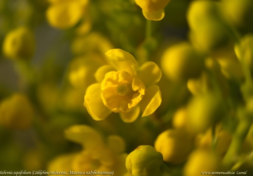 mahonia-aquifolium