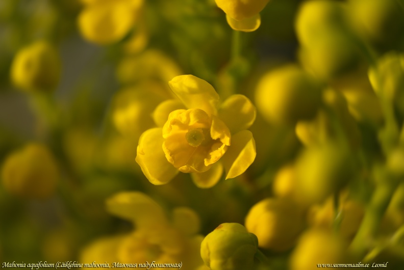 mahonia-aquifolium.jpg
