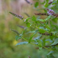 mentha-longifolia