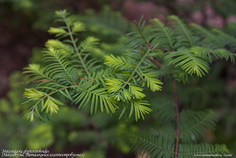 metasequoia-glyptostroboides.jpg