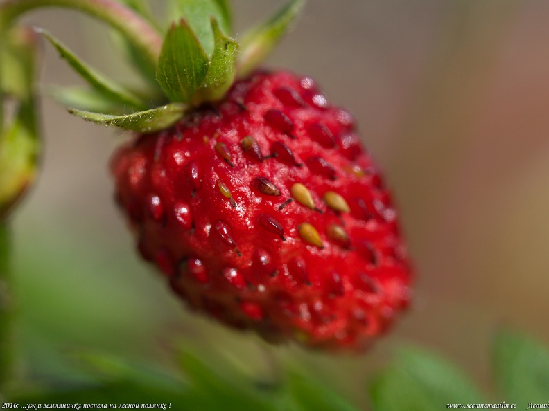metsmaasikas-wild-strawberry