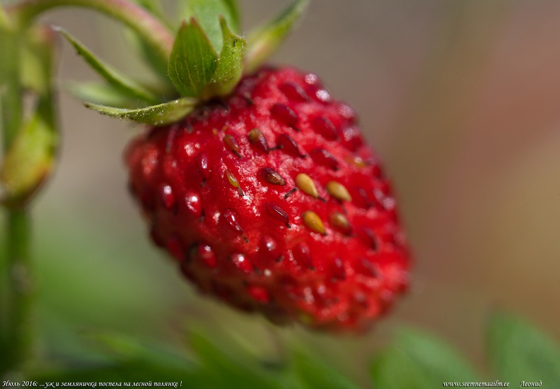 metsmaasikas-wild-strawberry.jpg