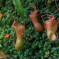 nepenthes macrophylla2