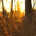 november-metsas