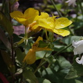 oenothera-fruticosa-glauca