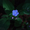 omphalodes verna 