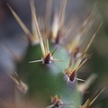 opuntia-fragilis