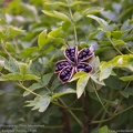 paeonia x suffruticosa-paeonia-arborea