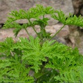 pelargonium-graveolens-lohnav-pelargoon-geranium-intermedium