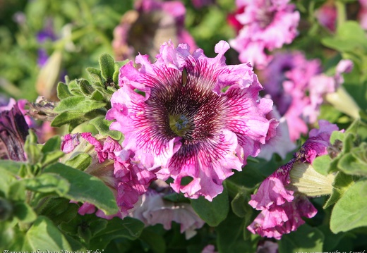 petunia-hybrida rozovoe-zhabo