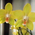 phalaenopsis_yellow_kuuking.jpg