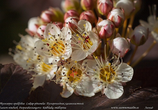 physocarpus-opulifolius-ninebark