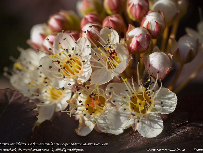 physocarpus-opulifolius-ninebark