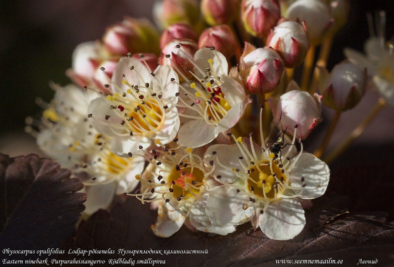 physocarpus-opulifolius-ninebark.jpg
