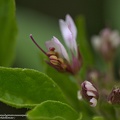 polanisia-trachysperma-kleeplill