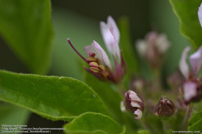 polanisia-trachysperma-kleeplill.jpg