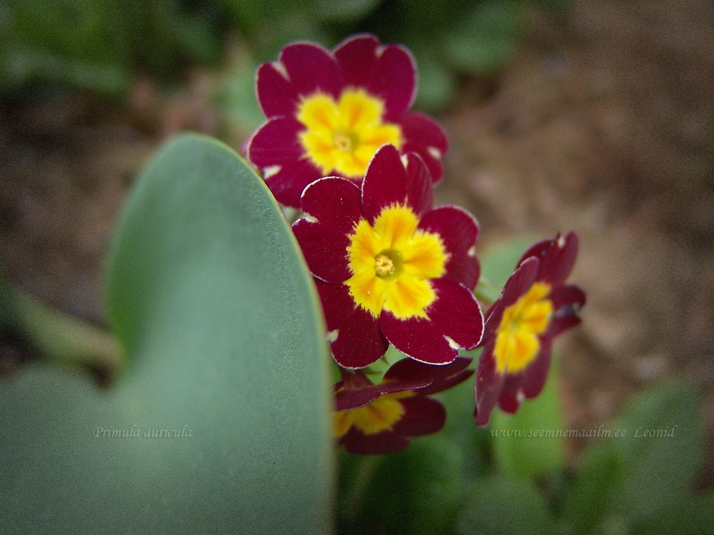 primula auricula red-yellow