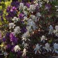 rhododendron-canadense-white