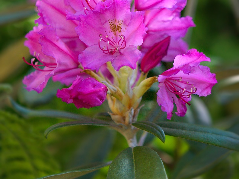 rhododendron-smirnowii