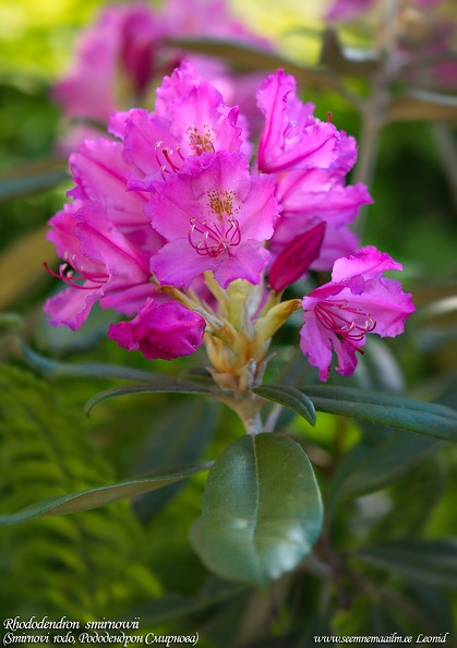 rhododendron-smirnowii.jpg