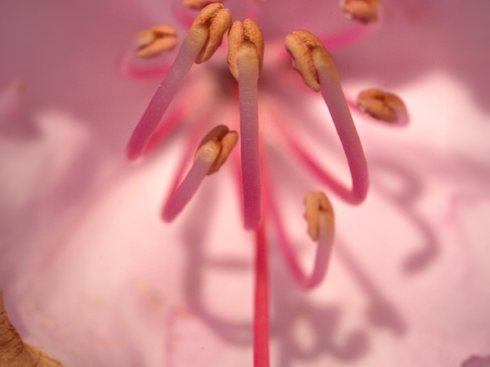 rhododendron-smirnowii-rodo-smirnovi