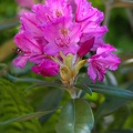 rhododendron-smirnowii.jpg