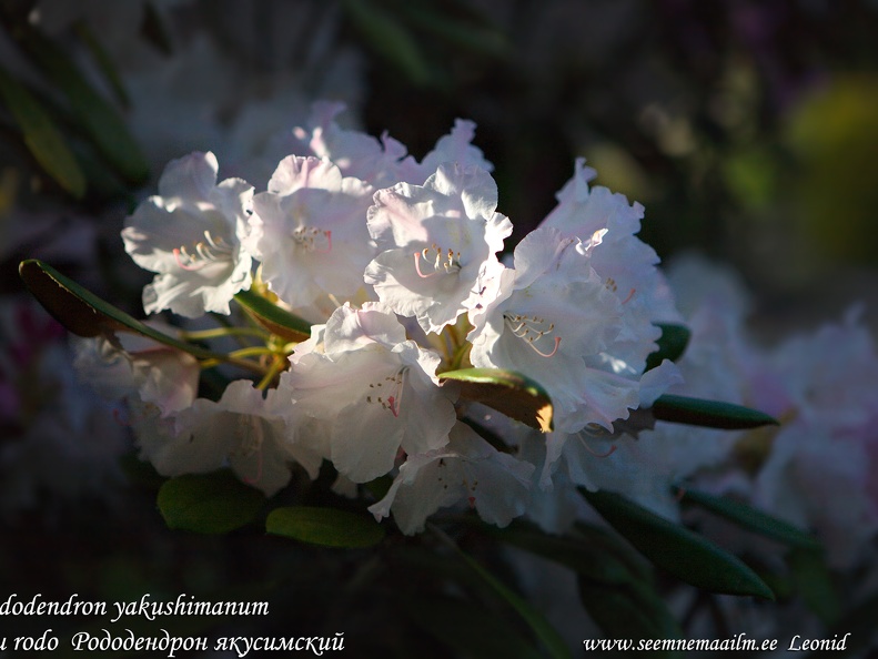 rhododendron-yakushimanum