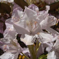 rhododendron caucasicum