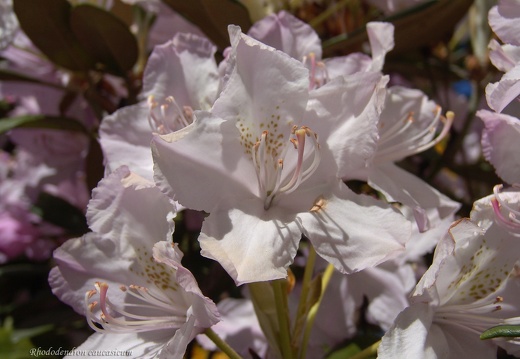 rhododendron caucasicum