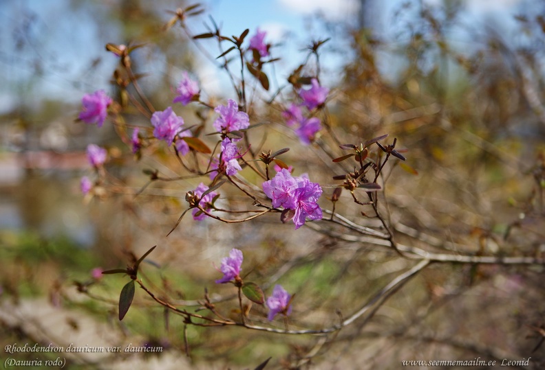 rhododendron_dauricum.jpg