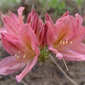 rhododendron japonicum flowers