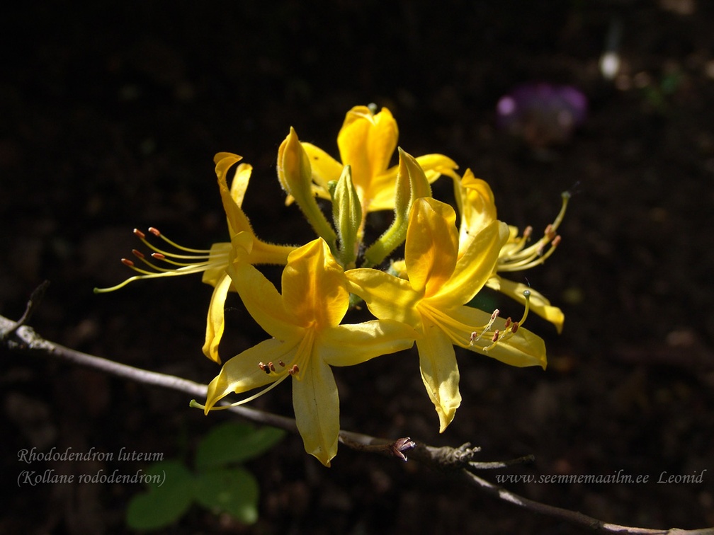 rhododendron luteum2