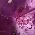 rhododendron smirnowii