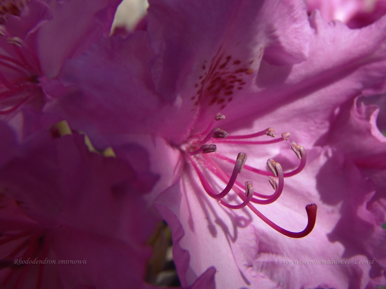 rhododendron smirnowii