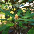 rhododendron yakushimanum 2