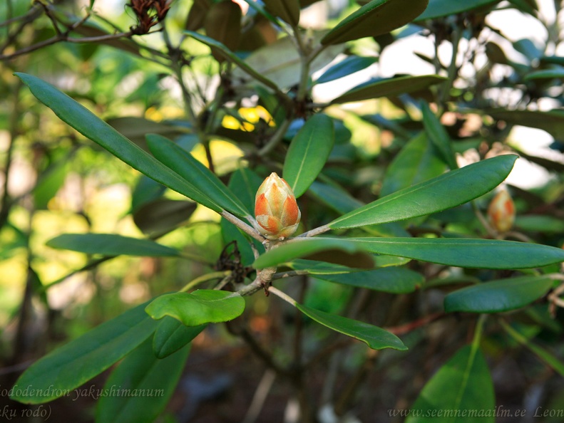 rhododendron yakushimanum 2