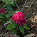 rhododendronxx