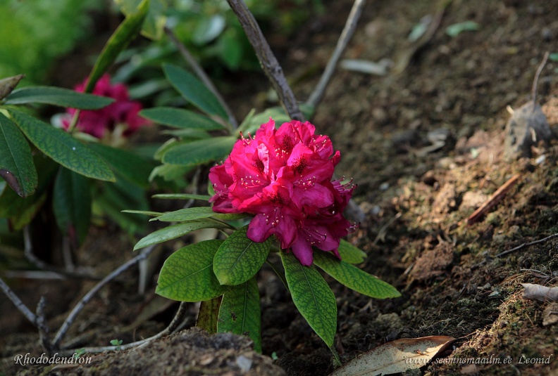 rhododendronxx.jpg