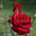 rose black lady2