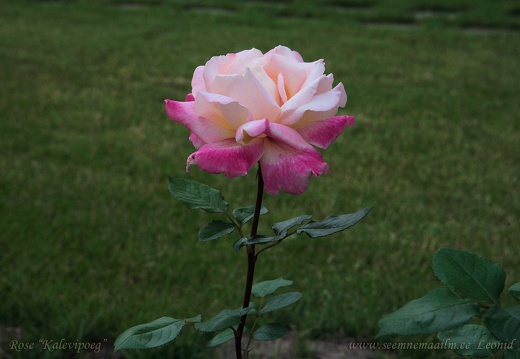 rose kalevipoeg