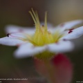 rosularia-sedoides-sempervivella-alba