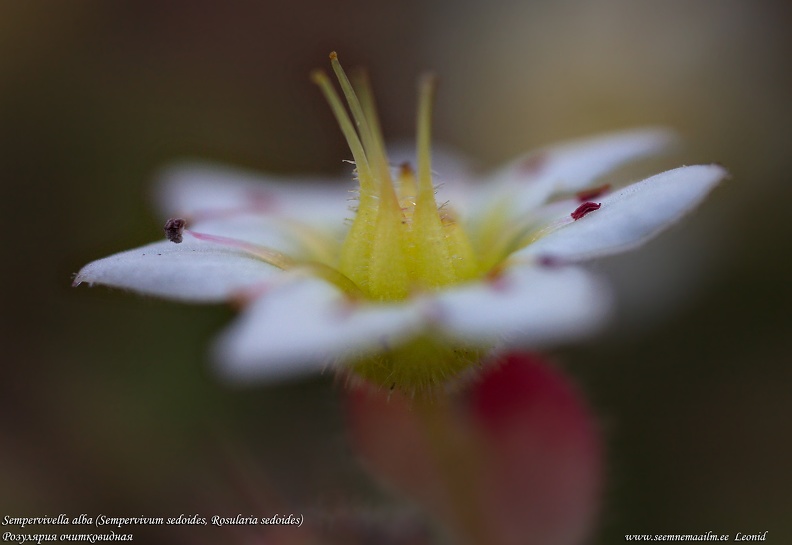 rosularia-sedoides-sempervivella-alba.jpg