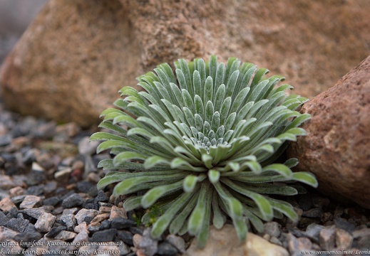 saxifraga-longifolia-pikalehine-kivirik1