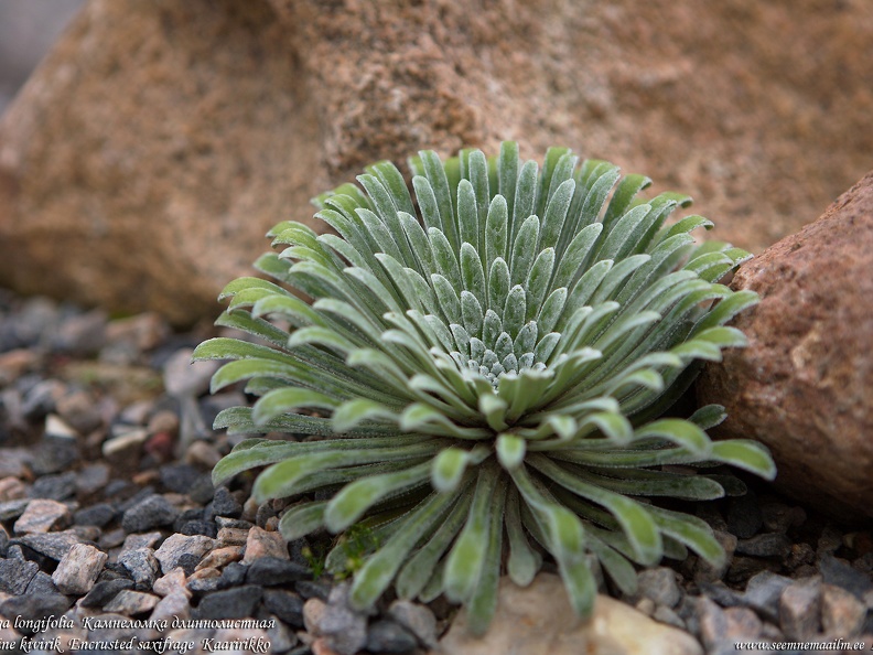 saxifraga-longifolia-pikalehine-kivirik1