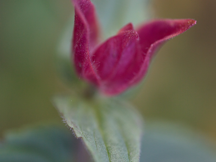 scutellaria-rubicunda