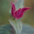 scutellaria-rubicunda
