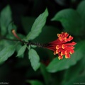 scutellaria_costaricana2.jpg