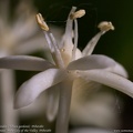 speirantha-gardenii-albuca-convallarioides